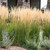 Calamagrostis x acutiflora ‘Karl Foerster’