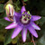 Passiflora Lavender Lady