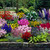Perennial Complete Border Collection B