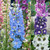 Delphinium Magic Fountains Collection B