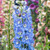 Delphinium Magic Fountains Collection B