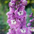 Delphinium Magic Fountains Collection B