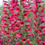 Digitalis Illumination Collection