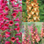 Digitalis Illumination Collection