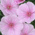 Hardy Geranium Collection