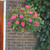 Miniature Standard Rose 'Perfect Pink'
