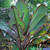 Musa ensete 'Maurelii'