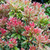 Pieris japonica 'Little Heath'