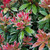 Pieris japonica 'Little Heath'