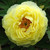 Paeonia suffruticosa 'Hai Huang'