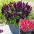 Salvia Gigantimo Collection