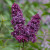 Syringa vulgaris 'Charles Joly'