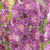 Delphinium 'Flamenco' Potted