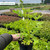Dicentra spectabilis 'Alba' Potted