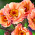 Geum rivale 'Mai Tai' Potted