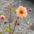 Geum rivale 'Mai Tai' Potted