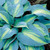 Hosta 'Touch Of Class'