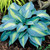 Hosta 'Touch Of Class'