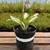 Hosta 'Touch Of Class'