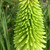 Kniphofia 'Ice Queen'