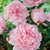 Peony 'Sarah Bernhardt' Potted