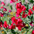 Sweet Pea 'Mammoth Scarlet'