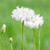 Cornflower 'White' (Centaurea cyanus)