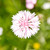 Cornflower 'White' (Centaurea cyanus)
