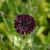 Cornflower 'Black Ball'