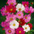 Cosmos Sensation Mix