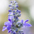 Salvia farinacea 'Blue Victory'