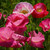 Papaver 'Double Shirley'