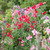 Sweet Pea 'Winston Churchill'