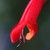Salvia elegans 'Ember's Wish'