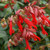 Salvia elegans 'Ember's Wish'