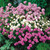 Armeria maritima 'Splendens'