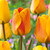 Tulip 'Beauty of Apeldoorn'