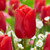 Tulip 'Red Jimmy'