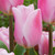 Tulip 'Synaeda Amor'