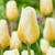 Tulip 'Lemon Chiffon'