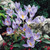 Crocus speciosus