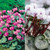 Cyclamen Coum Collection