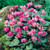 Cyclamen Coum Collection