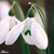 Galanthus 'S. Arnott'