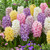 Hyacinth Pastal Mix