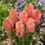 Hyacinth 'Sweet Invitation'
