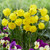 Narcissus bulbocodium 'Casual Elegance'