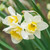 Narcissus Sweet Love