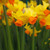 Triandrus Narcissus Collection (Pack 45)