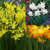 Triandrus Narcissi Collection